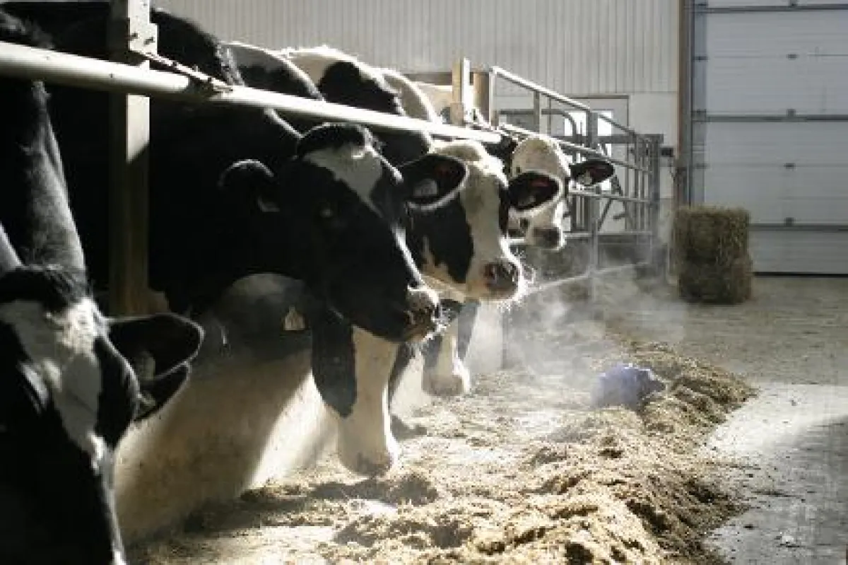 Maissilage zählt zu den Hauptfuttermitteln von Milchkühen.