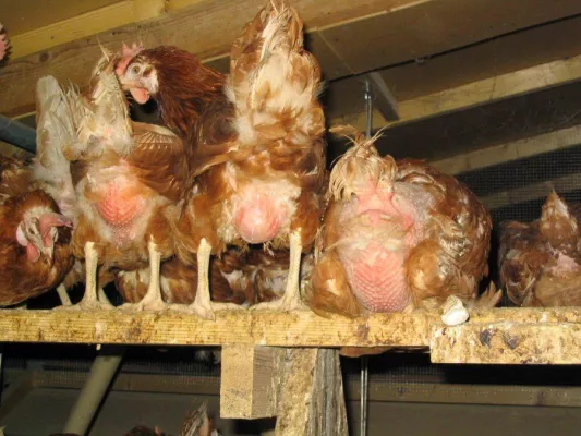 Bild: Welt-Vegetariertag / Welt-Tierschutztag 2008 - Vegetarier sind toll - oder?