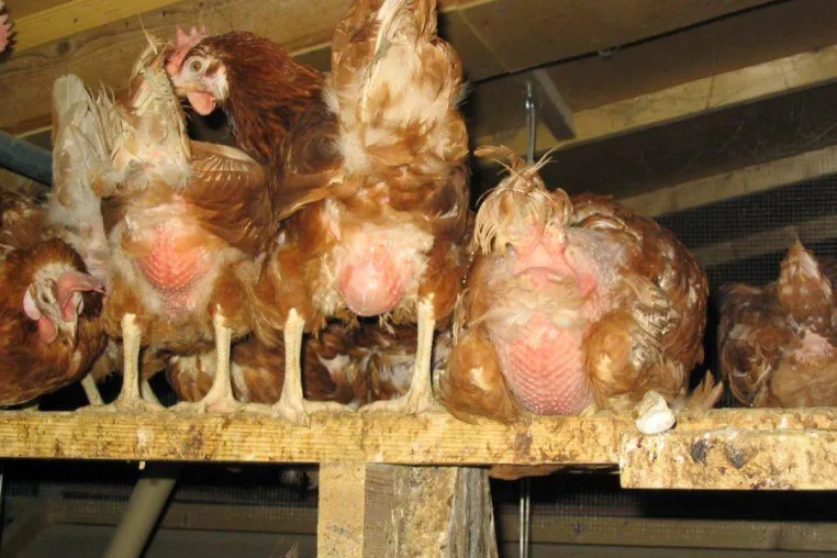 Bild: Welt-Vegetariertag / Welt-Tierschutztag 2008 - Vegetarier sind toll - oder?