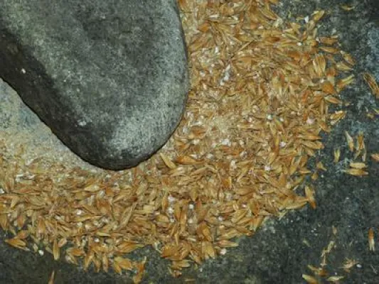 Bild: Kraftstoffproduktion aus Mühlennebenprodukten wirtschaftlich