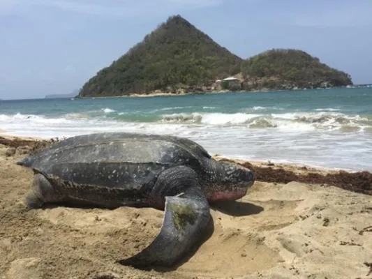 Bild: Immer wieder Grenada – Noch bis Juli „entern“ Lederschildkröten die Karibikinsel – Eiablage am Levera Beach