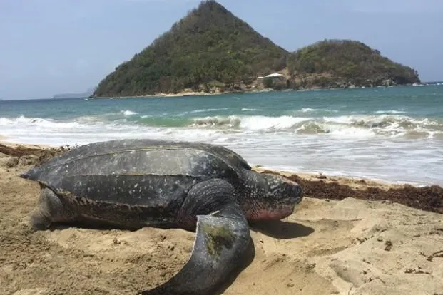 Bild: Immer wieder Grenada – Noch bis Juli „entern“ Lederschildkröten die Karibikinsel – Eiablage am Levera Beach