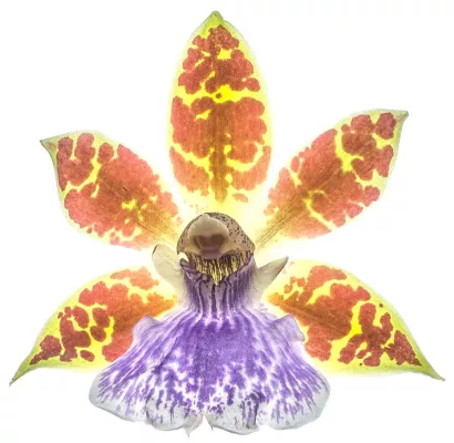 Bild: Wunderwelt der Orchideen entdecken beim 1-tägigen Fotoseminar „Orchideenfotografie“