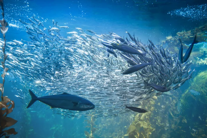 Bild: Wer frisst wen? Neues Modell für Nahrungsnetze im Meer