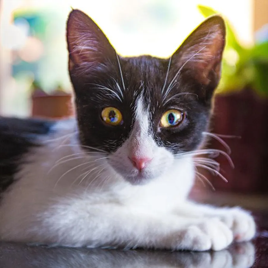 Rosita, tierische Berichterstatterin