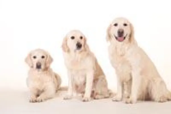 Bild: Epilepsie beim Hund ist nicht das Ende: Das Tal der Tränen durchschreiten