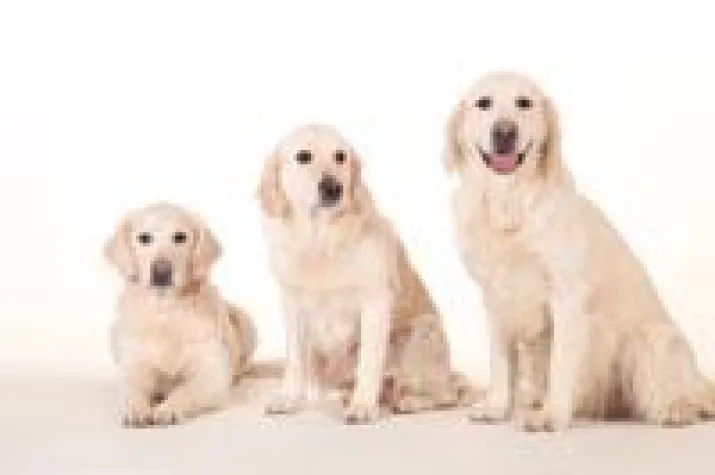 Bild: Epilepsie beim Hund ist nicht das Ende: Das Tal der Tränen durchschreiten