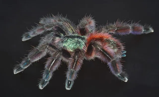 Bild: Erfolgreiche Ausstellung: Mehr als 23.000 Besucher bei der „Safari zum Urmenschen“ in Dresden