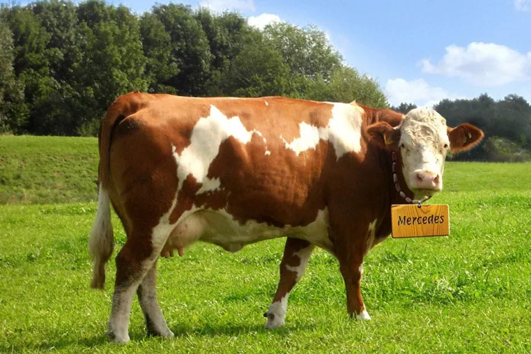 Wenn Bertas Kälbchen Bluna heißt Bild: Wenn Bertas Kälbchen Bluna heißt