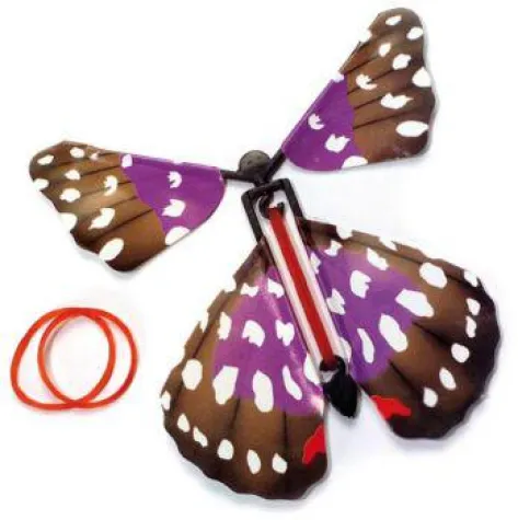 Schmetterling daheim, Glück allein Bild: Schmetterling daheim, Glück allein