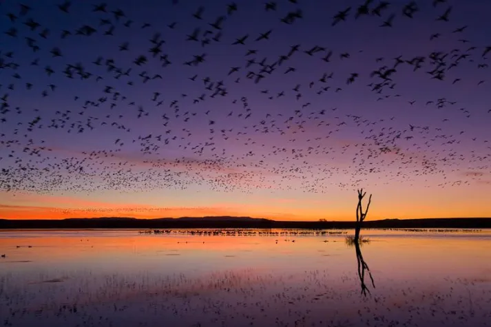 Bild: FOTOCAMPUS organisiert Fotoreise nach Bosque del Apache (USA)