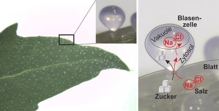 Bild: Breeding Salt-Tolerant Plants