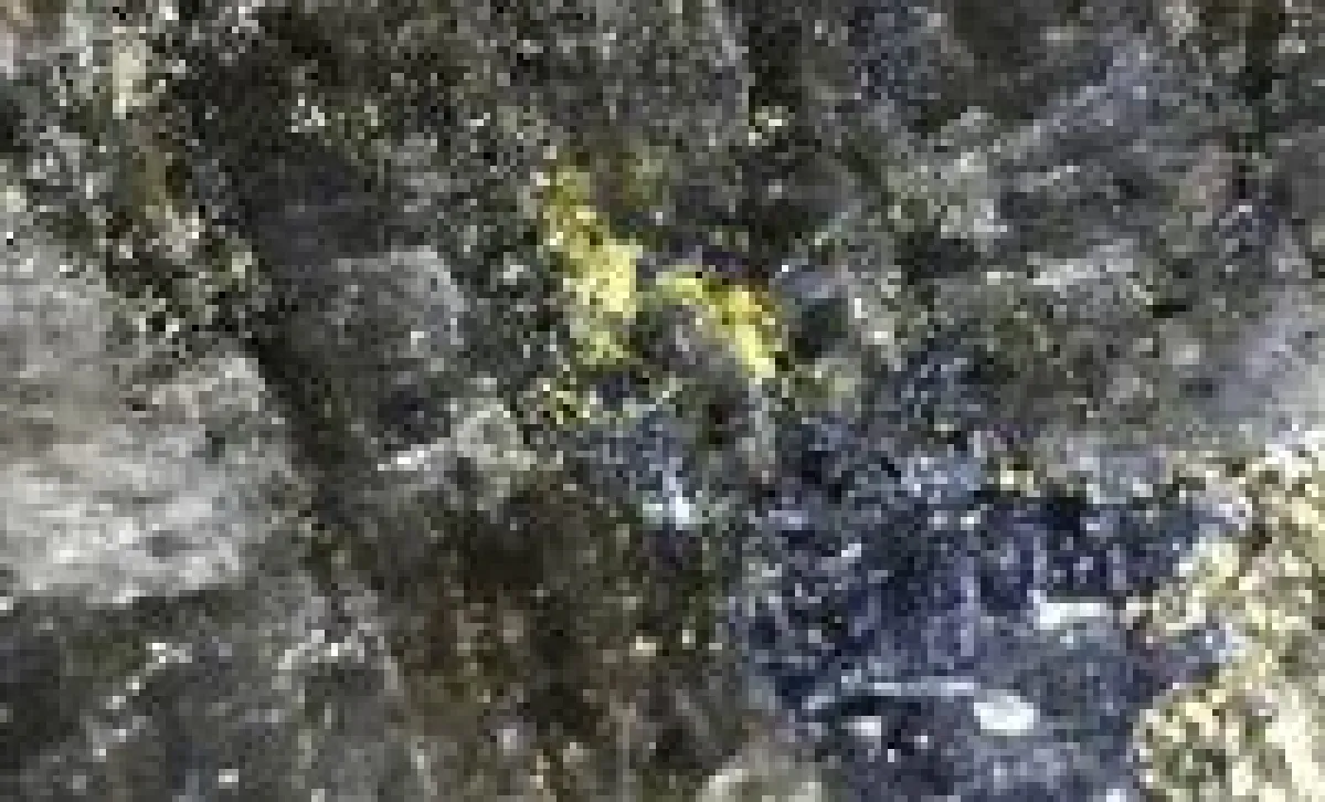 Goldvererzung von der Sugar-Zone; Foto: Harte Gold