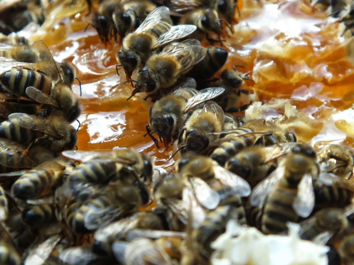 Bienen bei der Verarbeitung von Heidehonig (© Imkerei Ahrens Deutscher Honig)