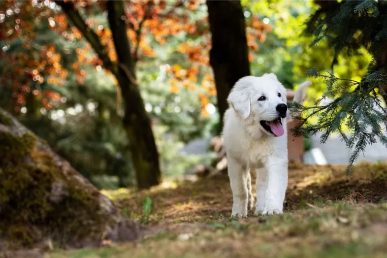 Warum Dein Hund nicht hört - und warum das nichts mit Trotz zu tun hat Bild: Warum Dein Hund nicht hört - und warum das nichts mit Trotz zu tun hat