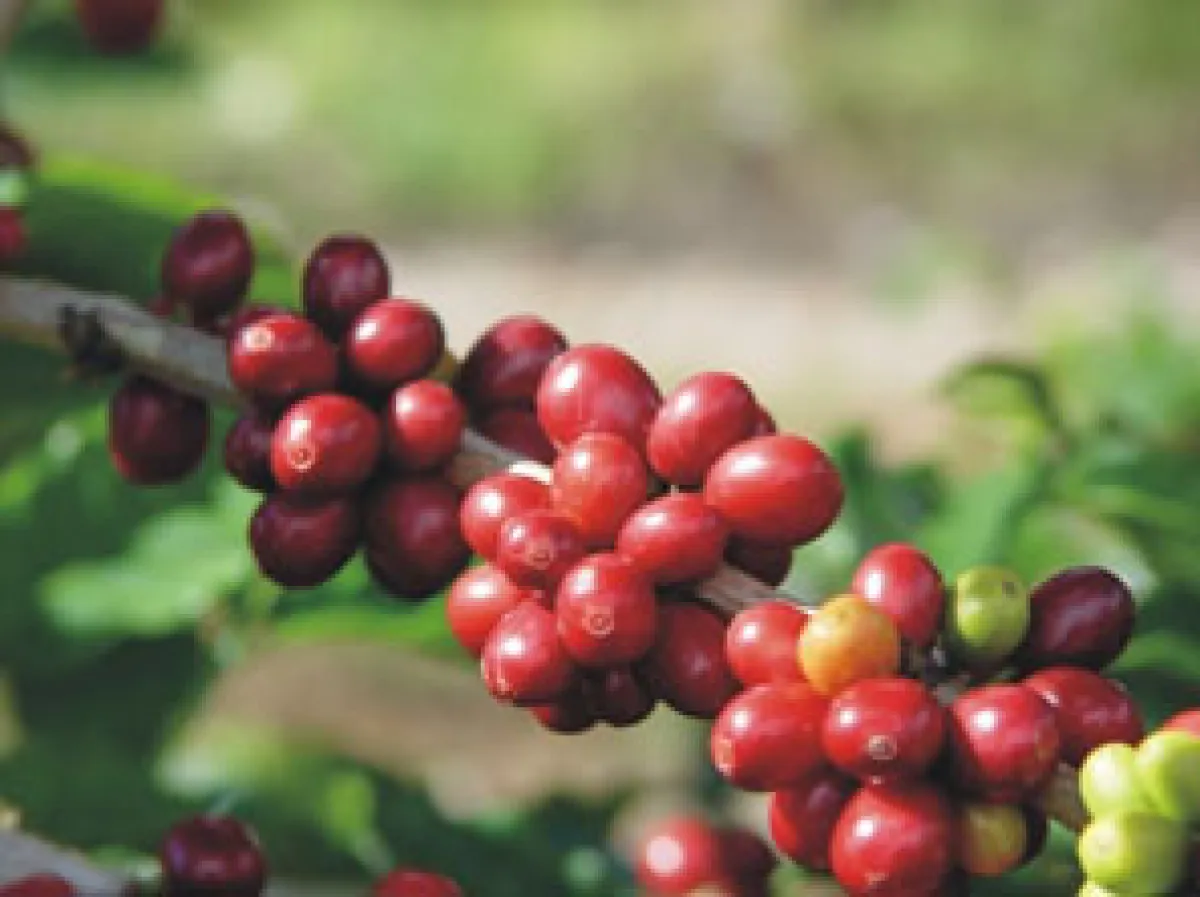 Wertvolles Handelsgut: die Kaffeekirsche