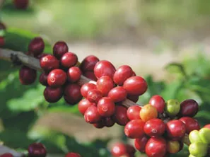 Bild: Kaffee aus Nepal – ein wachsender Wirtschaftsfaktor