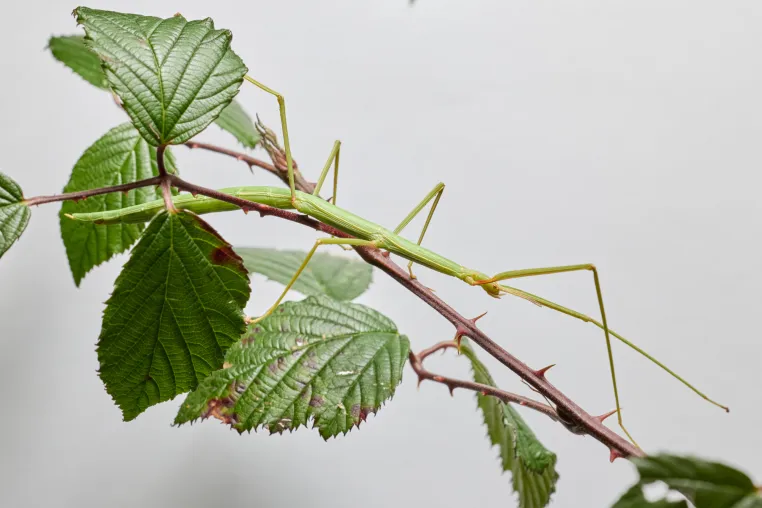 Innovation ohne Sex: Wie Stabschrecken Sex Schritt für Schritt verloren haben Bild: Innovation ohne Sex: Wie Stabschrecken Sex Schritt für Schritt verloren haben