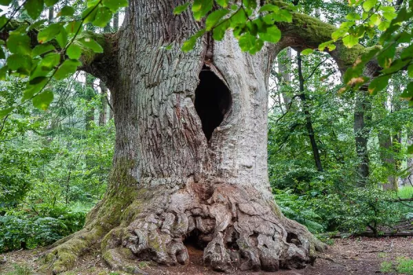 Bild: Uralte Baumriesen fotografieren - Fototour im Urwald Sababurg