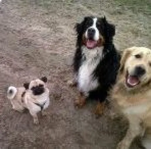 Die mobile Hundeschule in Berlin - Der Hundetrainer Bild: Die mobile Hundeschule in Berlin - Der Hundetrainer