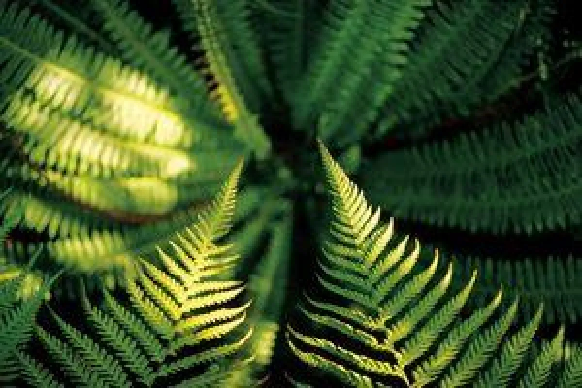 Farn (Bild KIWI TOURS)