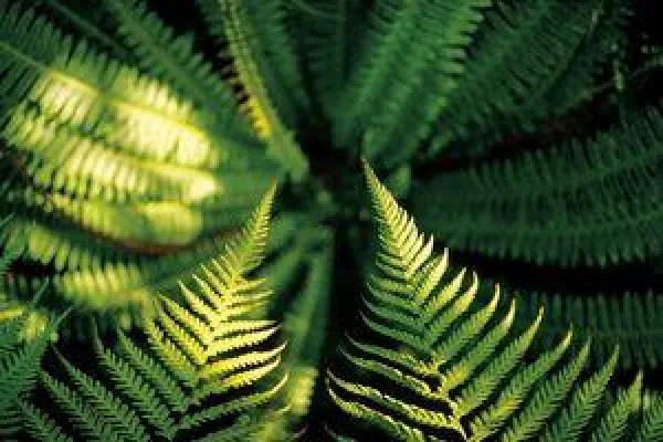 Bild: Das jüngste Land der Erde