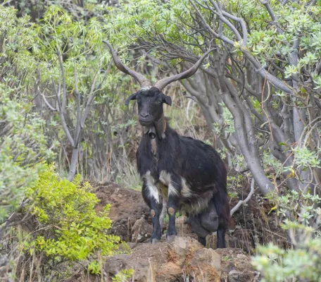 Bild: Anmeldung nur noch bis Ende 2016 möglich für die 5-tägige Fotoreise La Palma (Kanarische Inseln)
