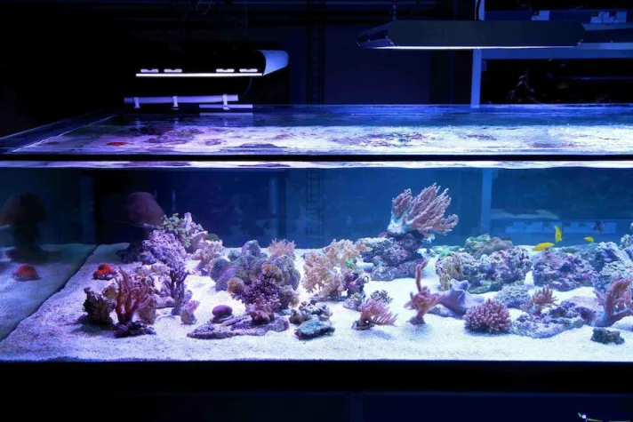 aquaPro2000: Ein Korallenriff in Bückeburg Bild: aquaPro2000: Ein Korallenriff in Bückeburg