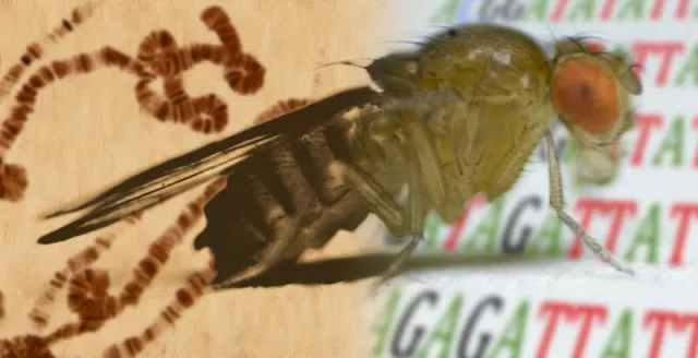 Bild: Party discipline for jumping genes
