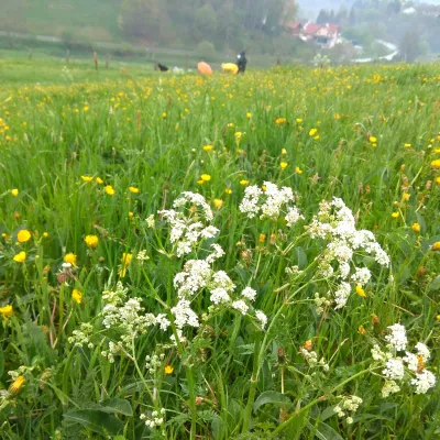 Bild: Was unsere Wiesen über die Zukunft verraten