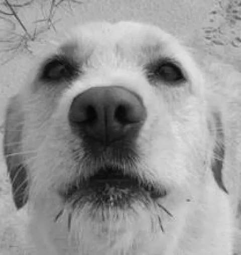 Bild: Impfen ist auch für Tiere lebenswichtig - Das große Special zum Thema Impfen auf tier.tv
