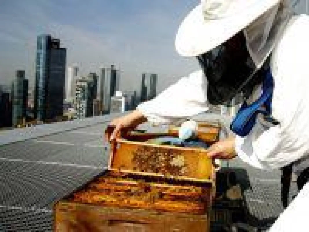 Die Skyline Bienen auf dem City-Hotel mit 5-Sterne-Atmosphäre(c)Jumeirah Frankfurt