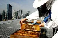 Bild: 5-Sterne-Bienen im Jumeirah Frankfurt