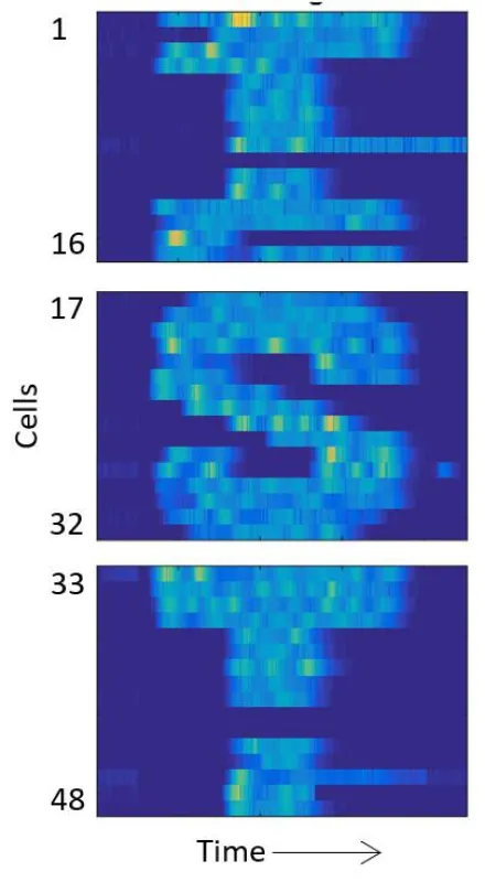 Die Genexpression einzelner Zellen wird digital entlang vorgegebener Verläufe geleitet. 48 Escherichia coli-Zellen sind senkrecht im Bild angeordnet. Die Zeit verläuft von links nach rechts. (Bildcre