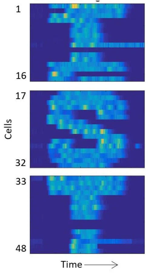 Die Genexpression einzelner Zellen wird digital entlang vorgegebener Verläufe geleitet. 48 Escherichia coli-Zellen sind senkrecht im Bild angeordnet. Die Zeit verläuft von links nach rechts. (Bildcre