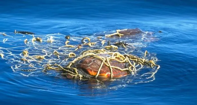 Bild: Aktiv gegen den Müll im Meer