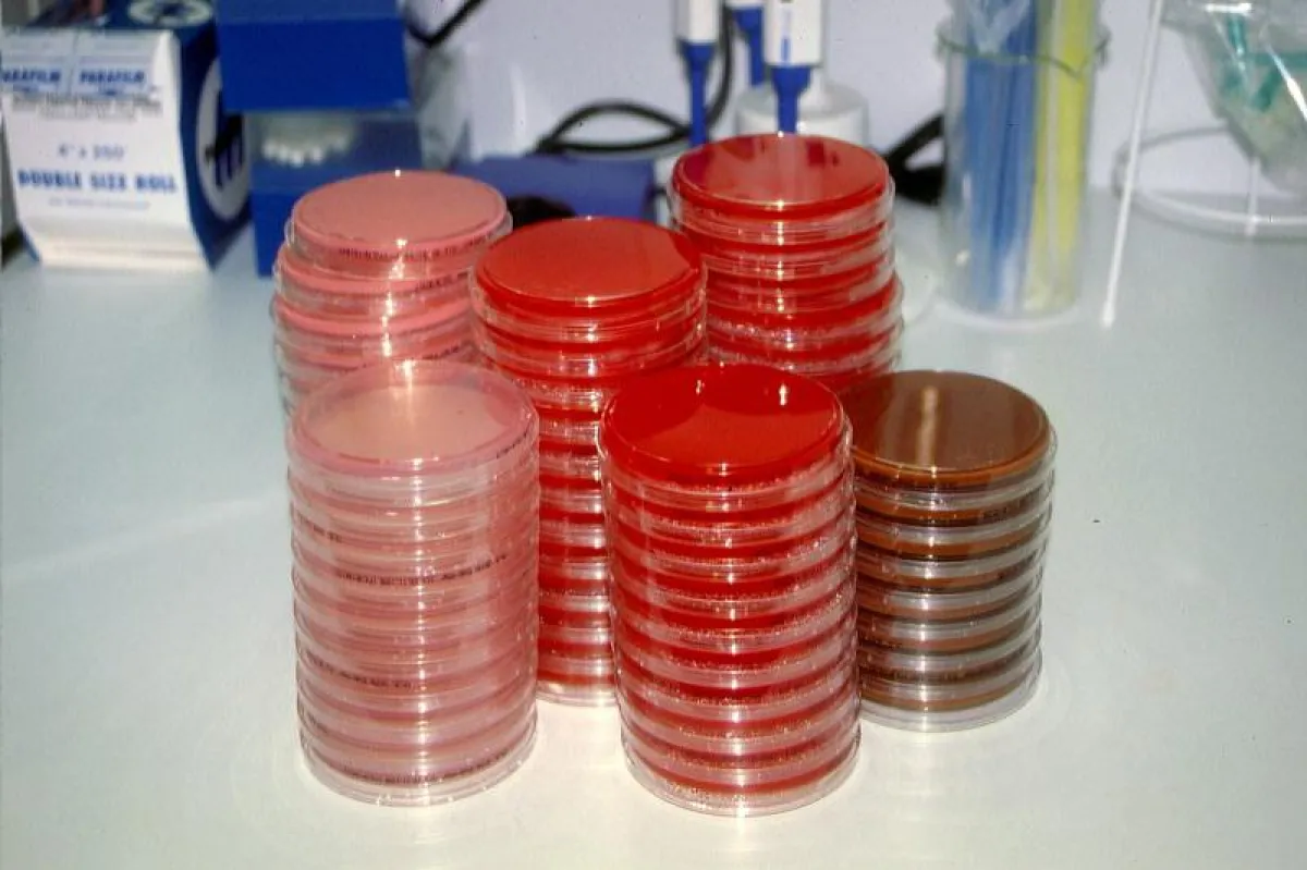 Petrischalen für die Impfung mit  Bakterienkulturen