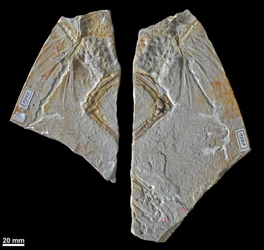 Das Foto zeigt die beiden Platten des Haarlemer Exemplars, das bislang als erster fossiler Fund des Urvogels Archaeopteryx galt. ( Foto: Oliver Rauhut)