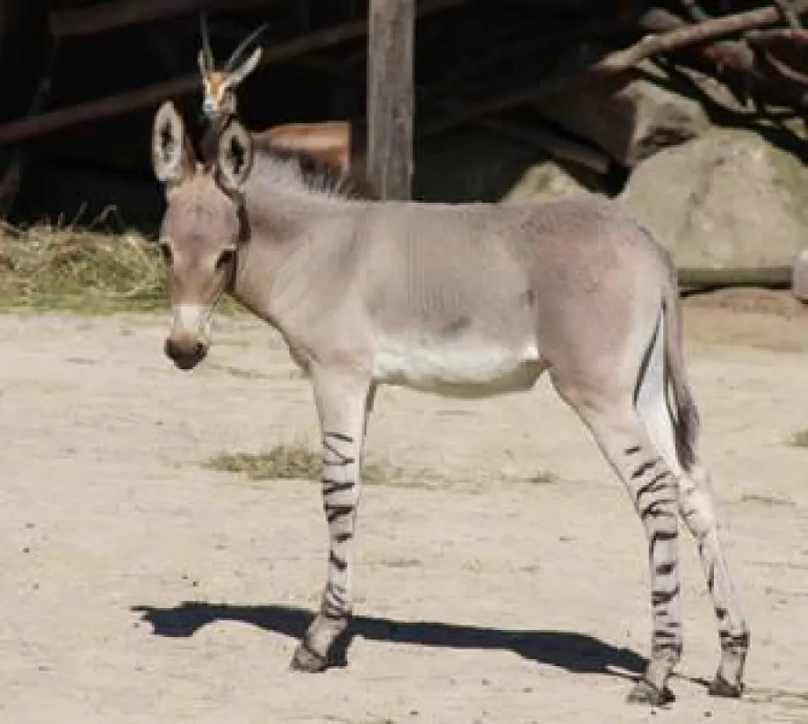 Wieder Nachwuchs bei den seltenen Somali-Wildeseln und Bergzebras