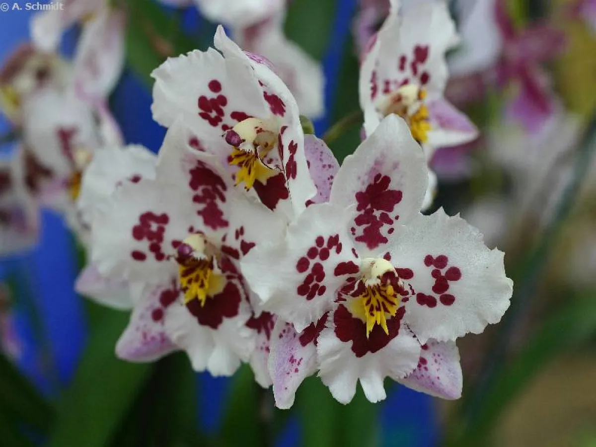 Welt der Orchideen, BuGa 2005