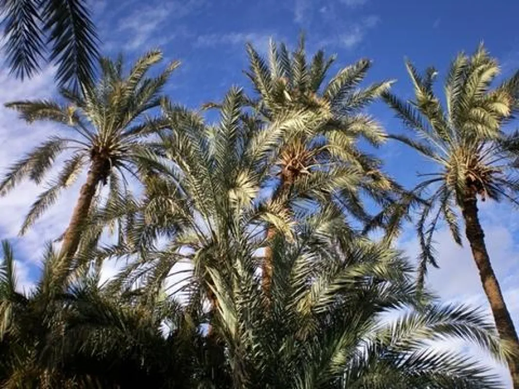 Palmenhain in der Oase Bahariya