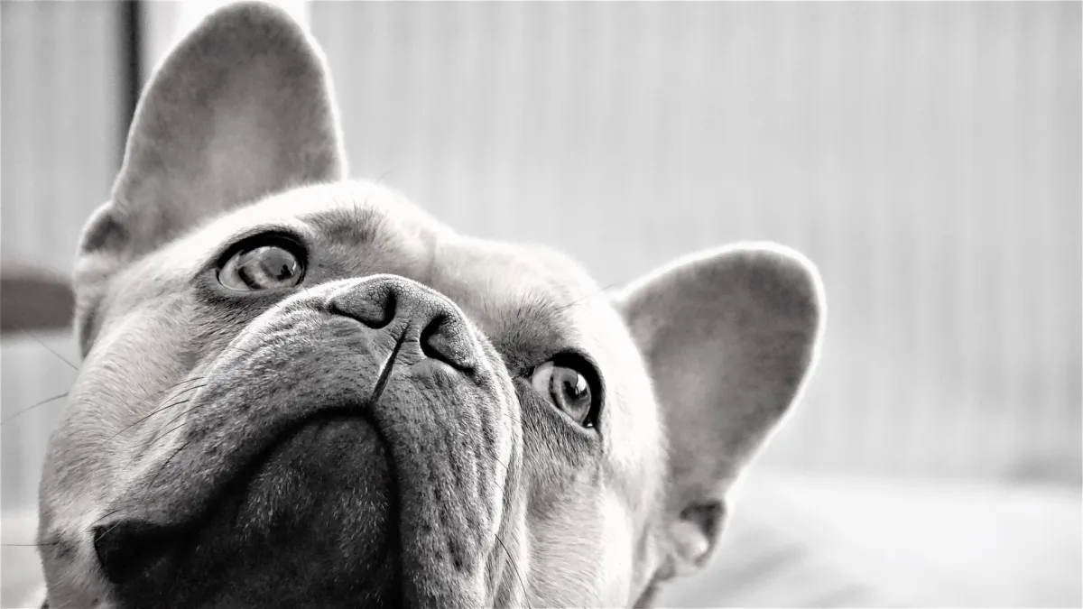 Die Französische Bulldogge gilt als Qualzucht (© Pixabay / Mylene2401)