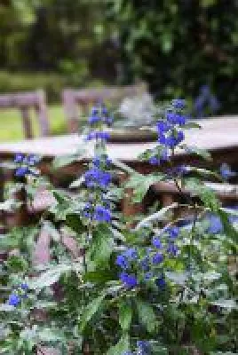 Bild: Neuheit Bartblume 'Königskleid' lockt zahlreiche Bienen in den Garten