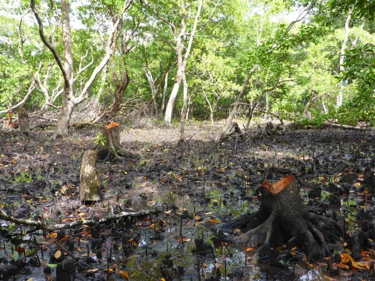 Kleinräumige Holzextraktion – wie hier in Fidschi – stellen selten ein Problem für Mangroven dar, wenn sie in einem zeitlichen Rahmen erfolgt, der das natürliche Nachwachsen erlaubt. (© Martin Zimmer)