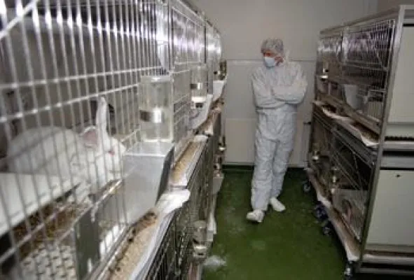 Bild: Studie belegt Tierleid im Labor: Keine Schmerzmittel nach OPs
