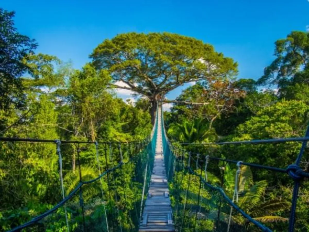 Der Canopy Walkway im peruanischen Tambopata Nationalpark