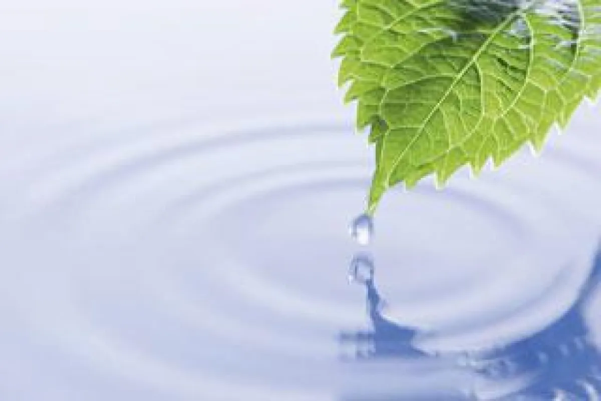 Bäume als Lebensraum für Sie und Ihre Familie