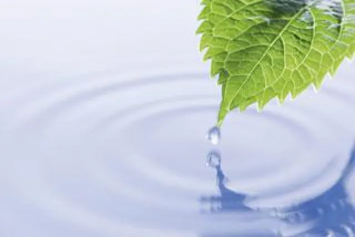 Bild: FamilyTrees – Inflationsgeschütze Sachwertinvestition in Bäume