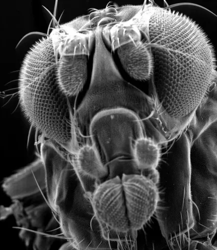 Bild: Wissenschaftler erforschen an Fruchtfliegen, wie Nervenzellen Reize wahrnehmen