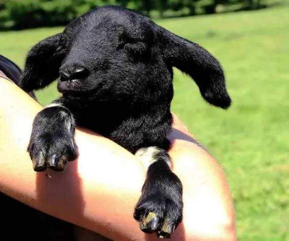 22.000 Seitenaufrufe, 59 Länder – Rhönlamm-Blog von Marketingfachmann Rainer Prüm feiert einjähriges Jubiläum Bild: 22.000 Seitenaufrufe, 59 Länder – Rhönlamm-Blog von Marketingfachmann Rainer Prüm feiert einjähriges Jubiläum